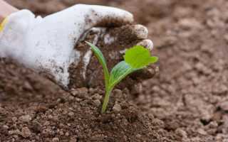 Поделка в сад из патиссона – Поделки из овощей и фруктов своими руками для выставки. Самые красивые осенние поделки в детский сад и в школу