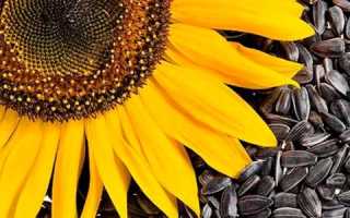 Подсолнухи своими руками из бумаги, мастер класс. Подсолнух из бумаги: варианты исполнения своими руками