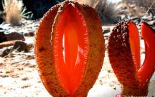 Цветы из бумаги своими руками: подробный мастер-класс с простыми схемами работы + фото-примеры для начинающих с интересными вариантами цветов