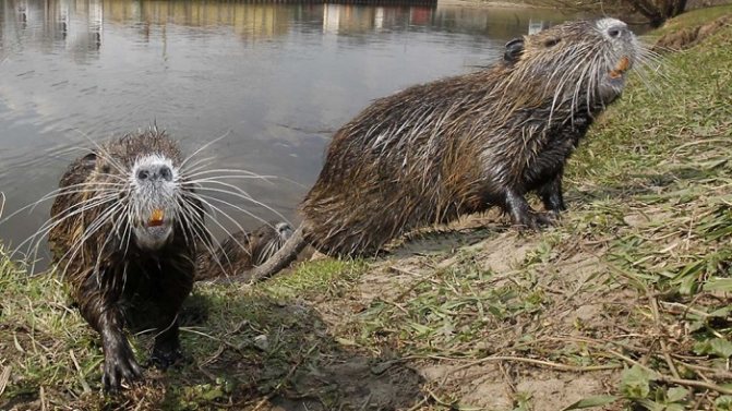 две нутрии возле воды