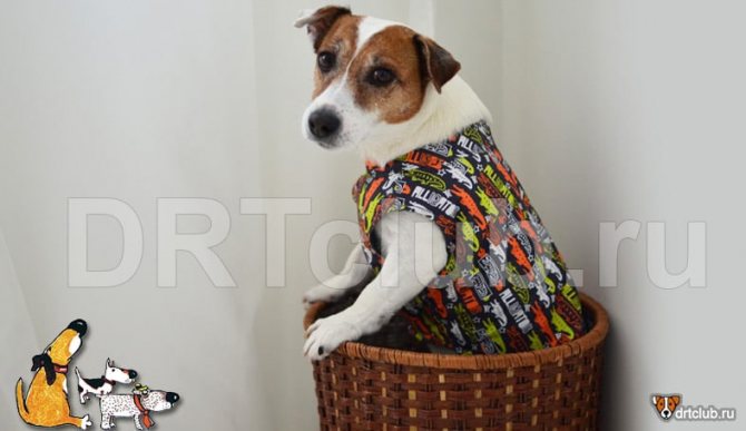 Пушистый подарочек в корзине